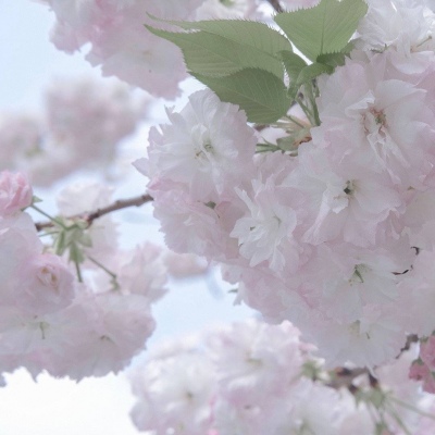 萝北FurryQQ群介绍